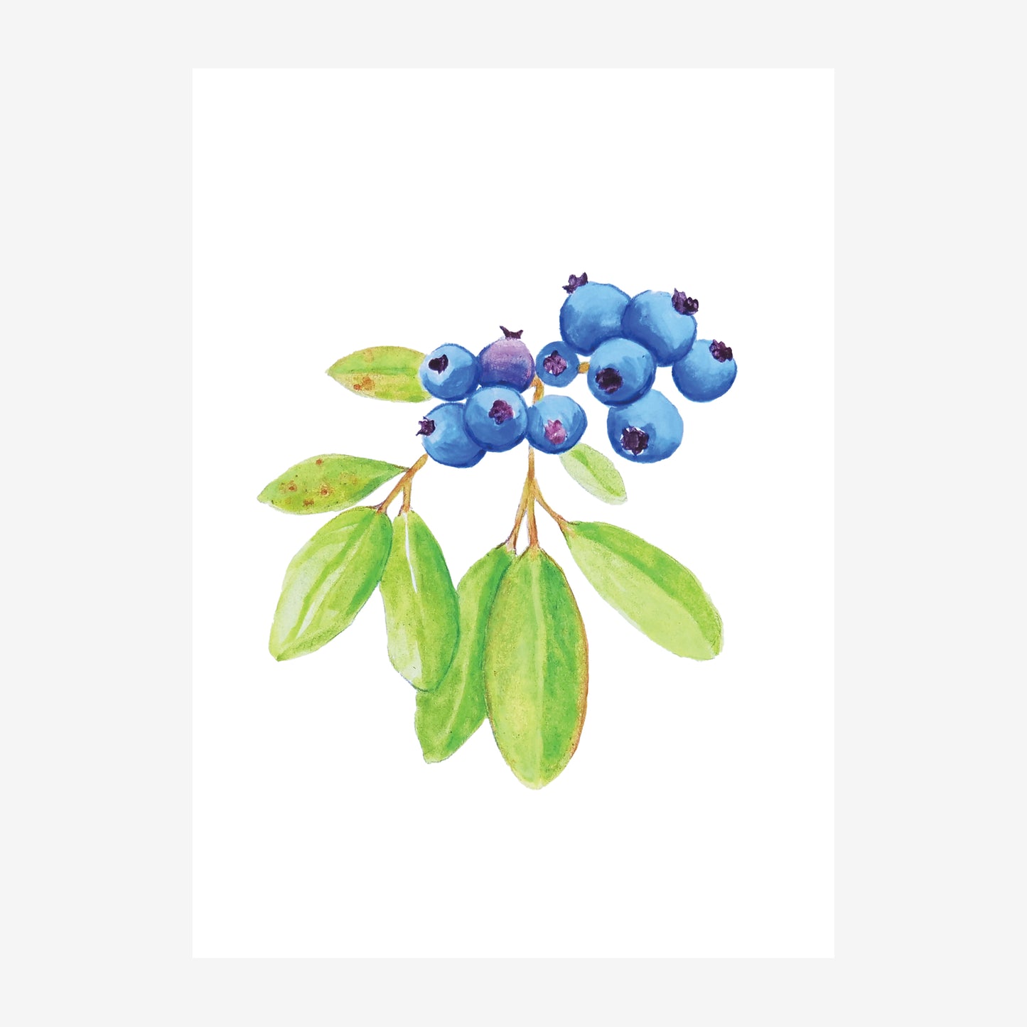 Wild Blueberries 5x7 Art Print