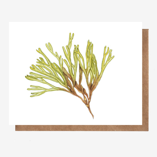 Rockweed Kelp Card