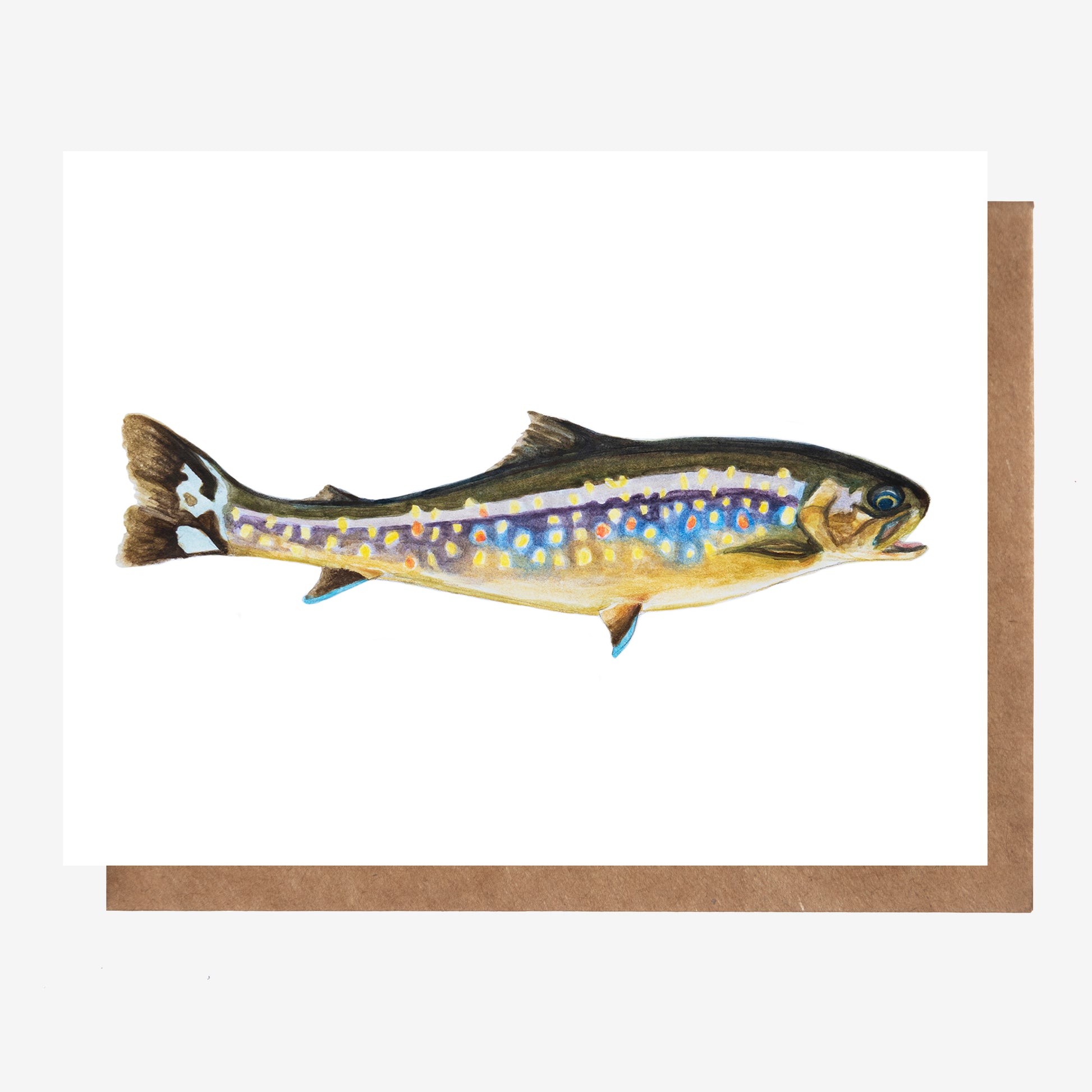 Hand drawn wild brook trout greeting card for all occasions, made in Nova Scotia, Canada by Coastal Card Co.